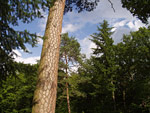 V�kovit� borovice