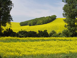 Venkovsk� krajina