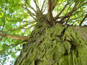 Taxodium