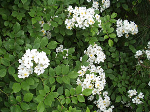 Rosa multiflora